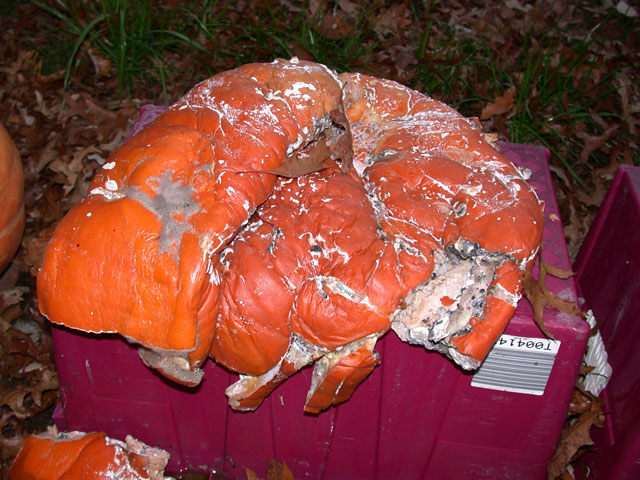 Bush Pumpkin Has White Powdery Substance Growing On it.