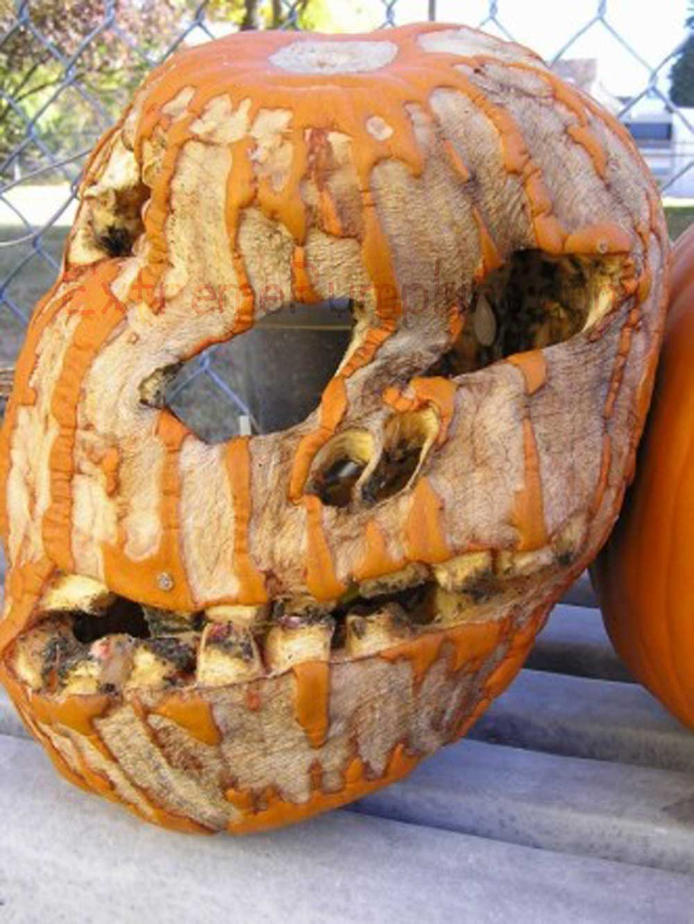 Droopy, Dried-Up Skull Pumpkin