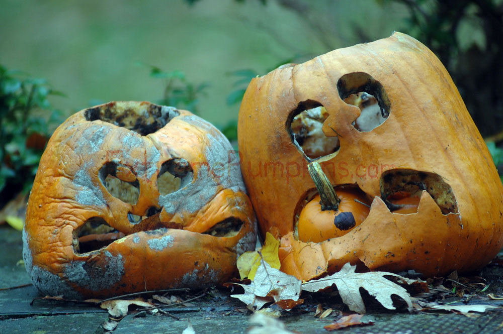 Grumpy Old Pumpkins