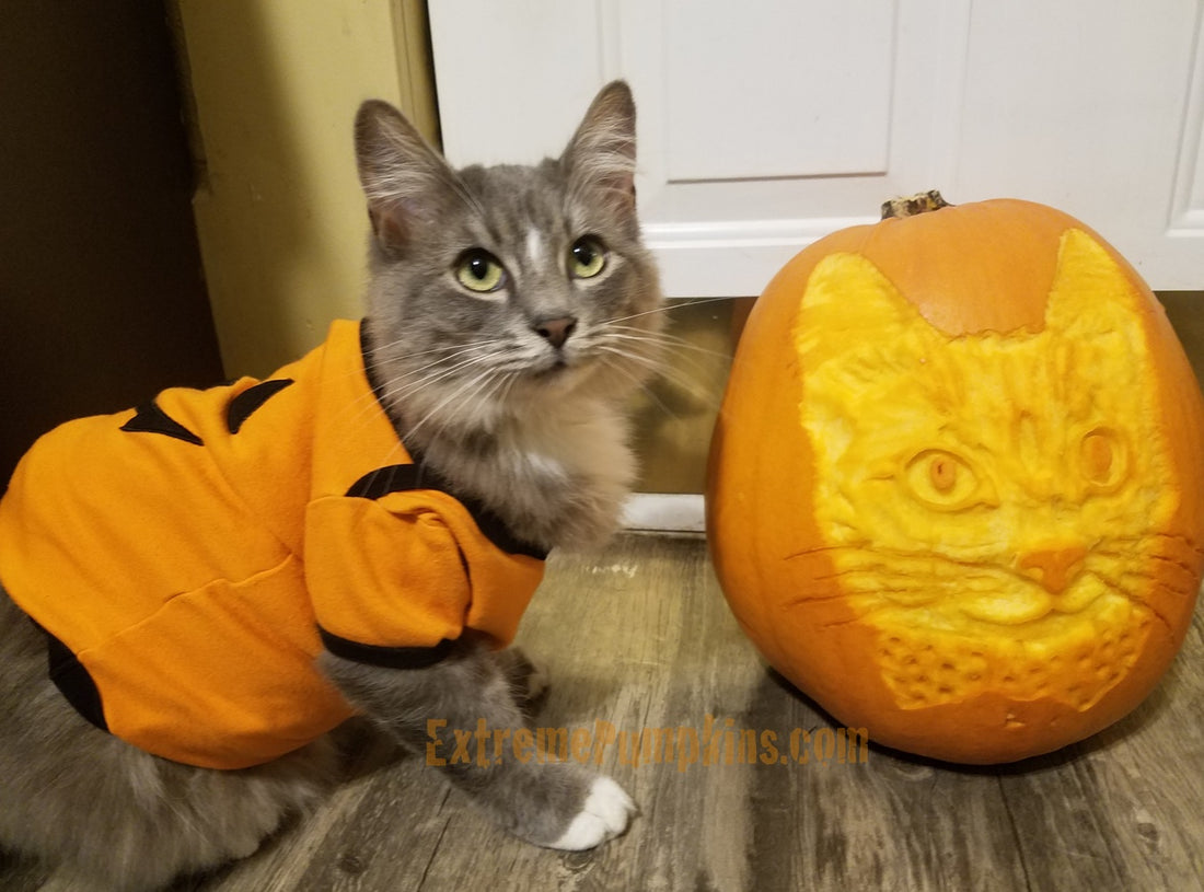Cat Portrait Pumpkin