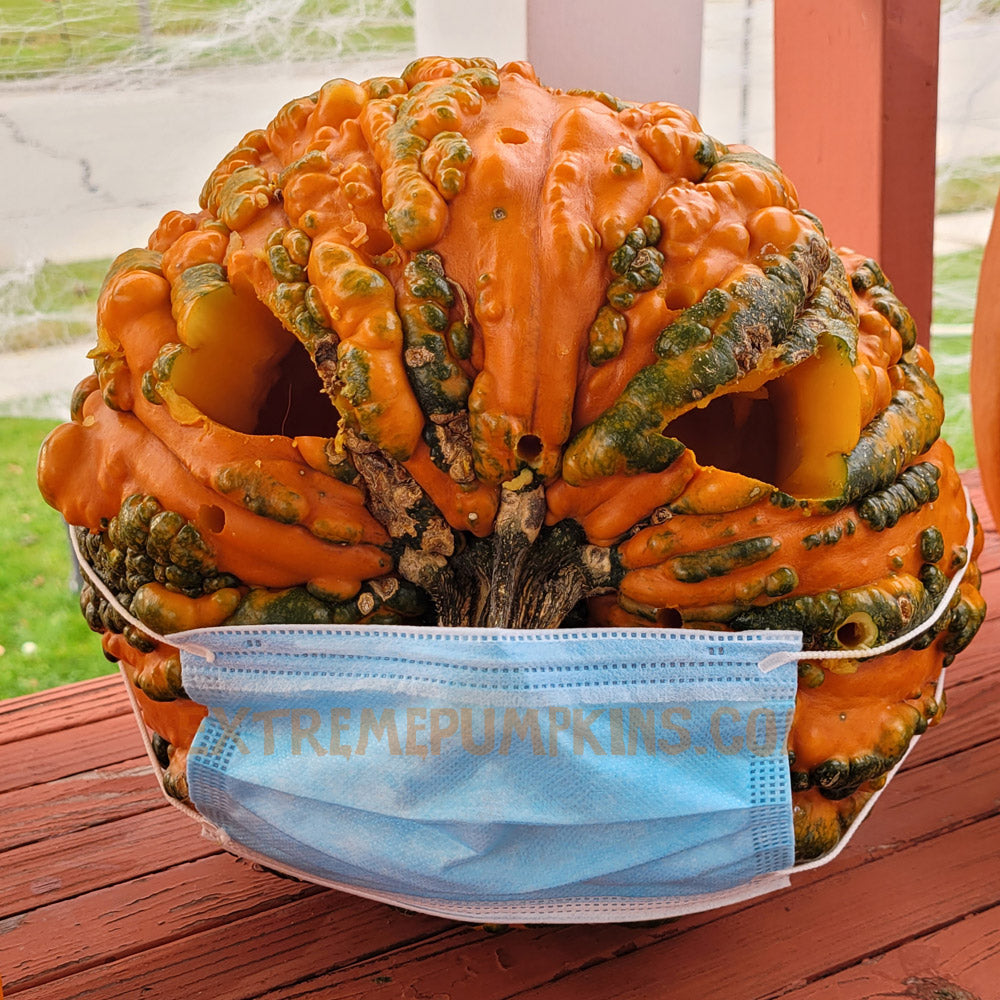 Masked Knobbly Pumpkin