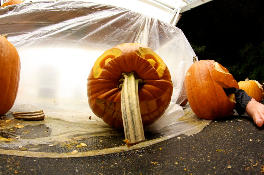 Stem Nose Pumpkin