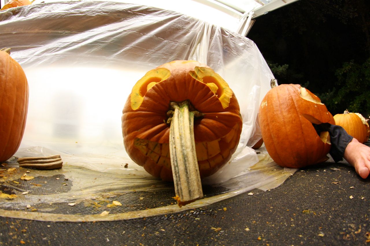 Stem Nose Pumpkin