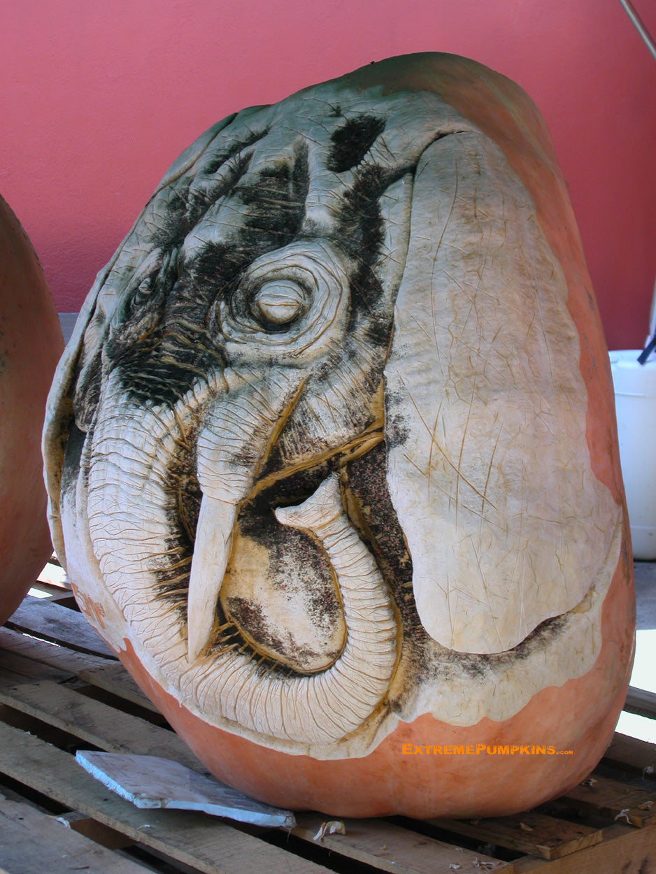 The Elephant Pumpkin