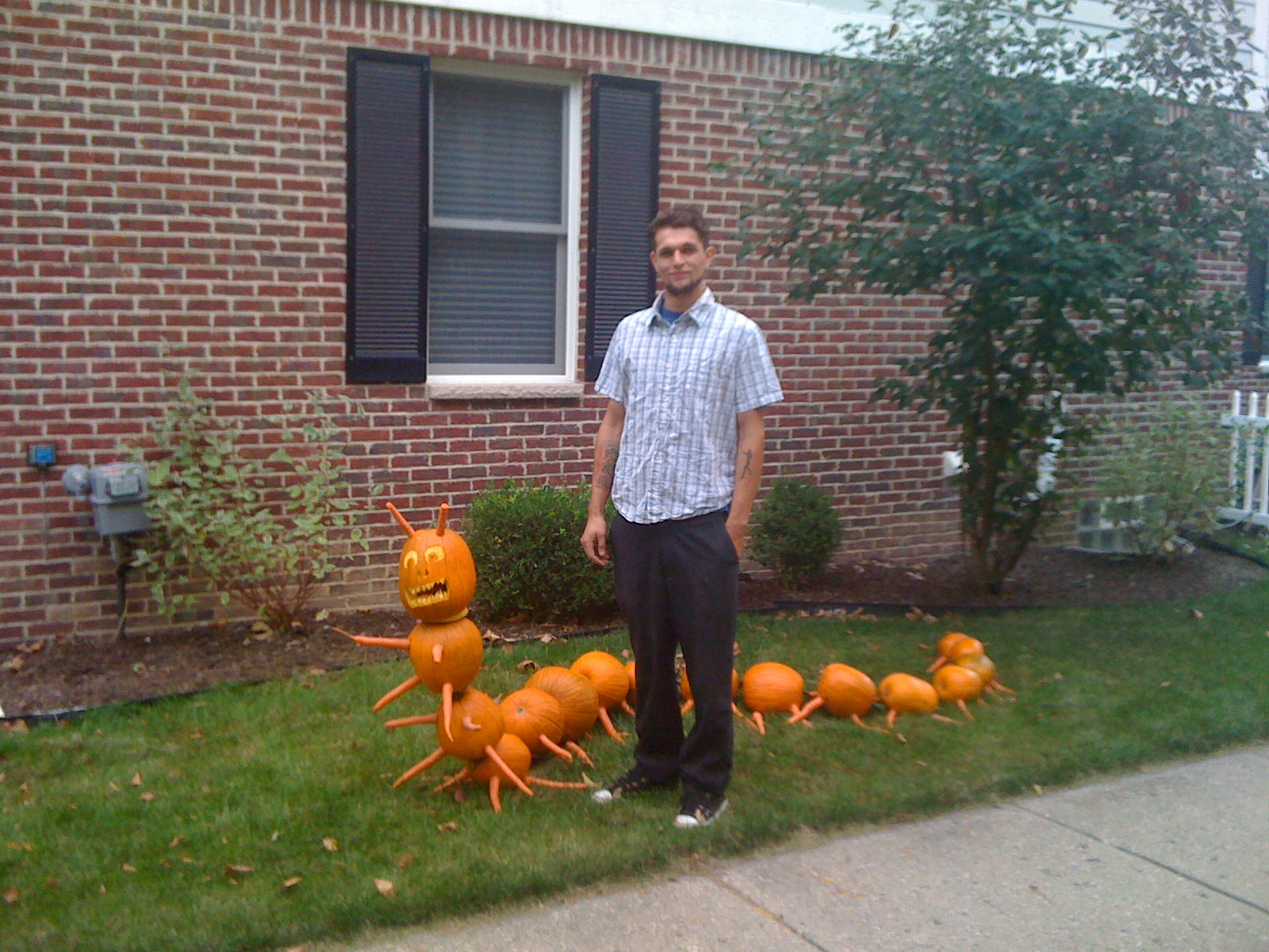 The Pumpkin Millipede