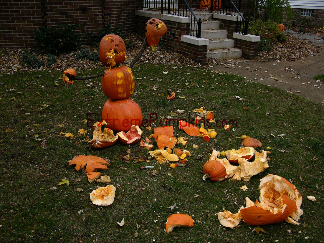 The Territorial Pumpkin on my Lawn