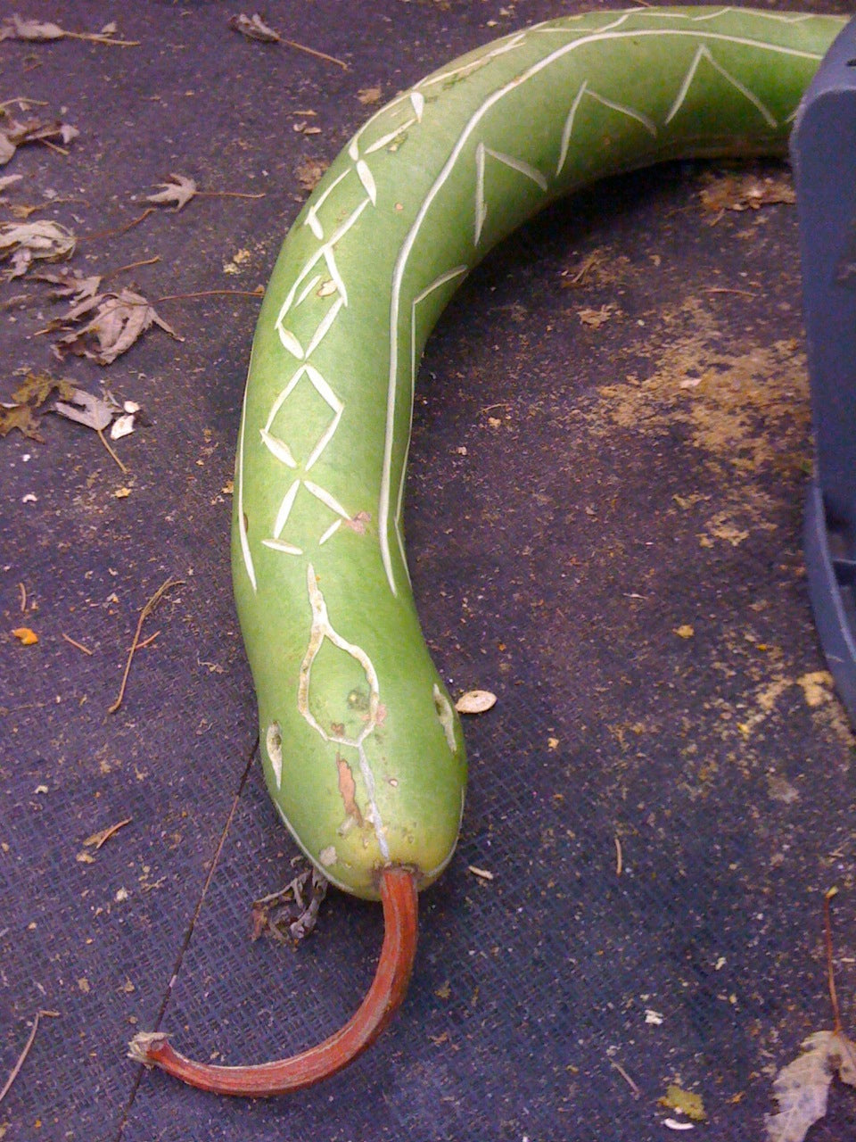A Gourd Snake