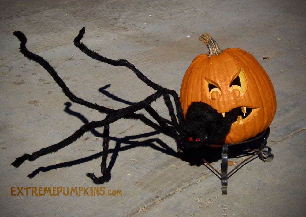 A Pumpkin That Eats Spiders