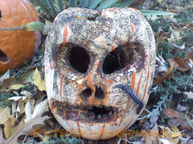 Moldy Pumpkin Skull