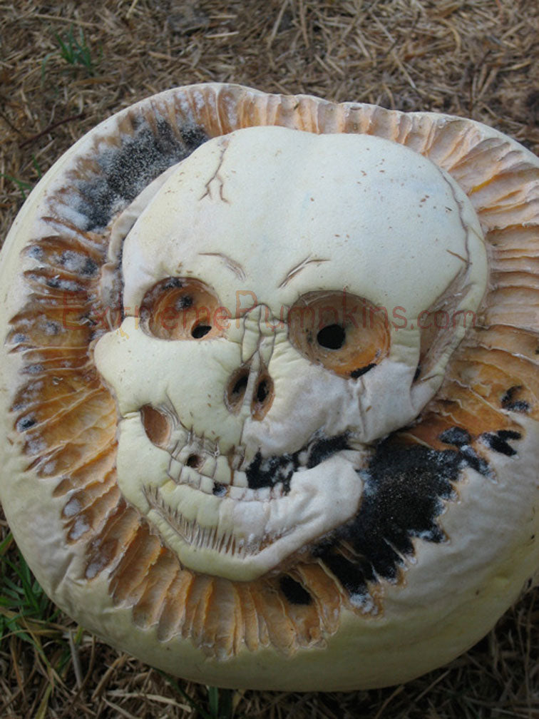 Moldy Skull Carving
