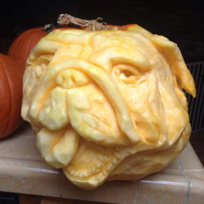 The Bulldog Pumpkin
