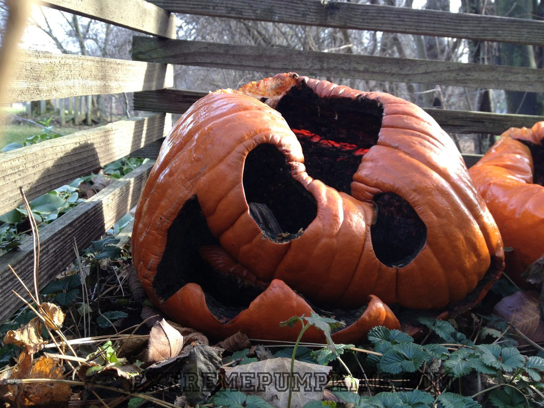 The Rotten Face Pumpkin