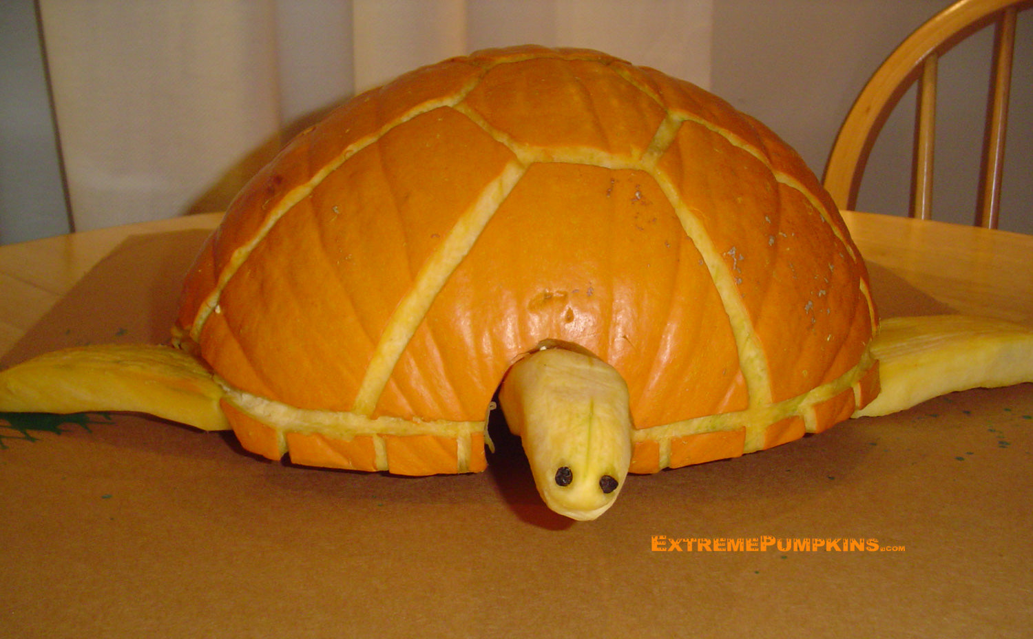 The Sea Turtle Pumpkin