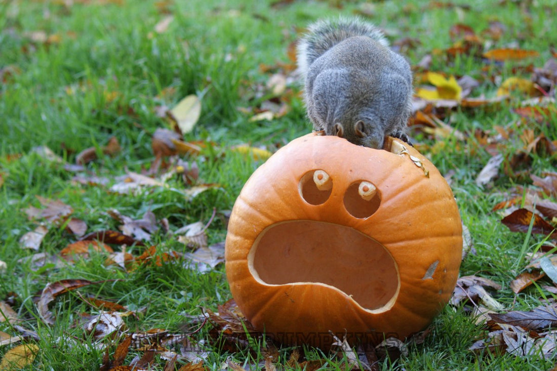The Squirrel Eating A Pumpkin